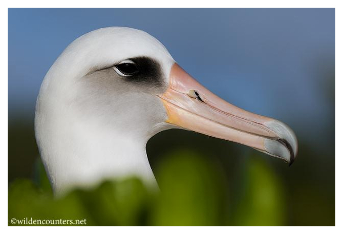 Click to enter the Wild Encounters Gallery