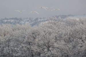 ﻿﻿2. Whooper Swans flying over hoar frost covered trees, Lake Kussharo, Hokkaido, Japan