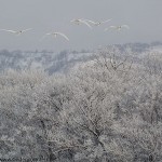 ﻿﻿2. Whooper Swans flying over hoar frost covered trees, Lake Kussharo, Hokkaido, Japan