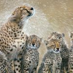 ﻿﻿1. Cheetah rain shake