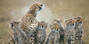 ﻿﻿1. Cheetah rain shake