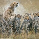 ﻿﻿1. Cheetah rain shake