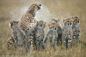 ﻿﻿1. Cheetah rain shake